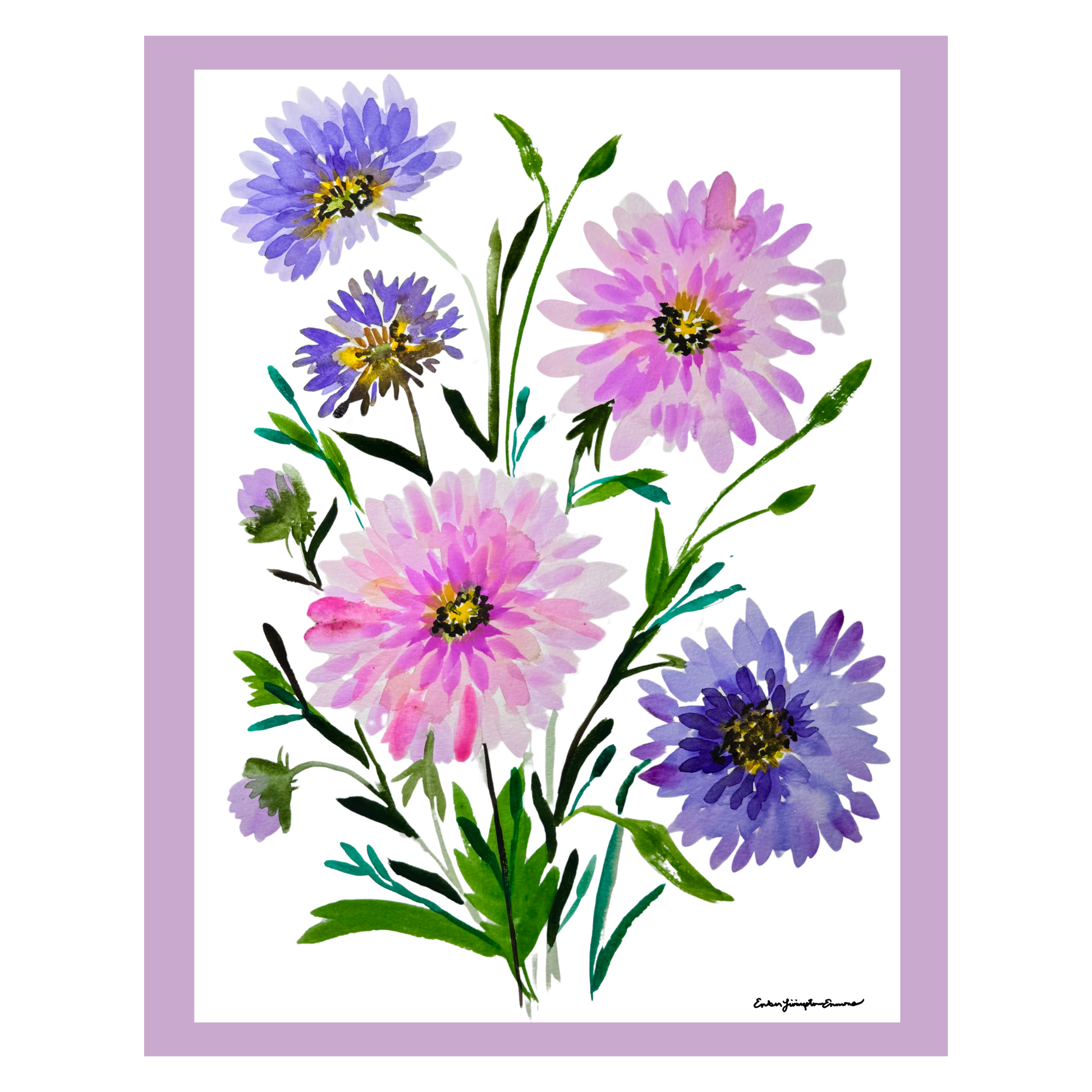 11111 Purple and Pink Dahlias