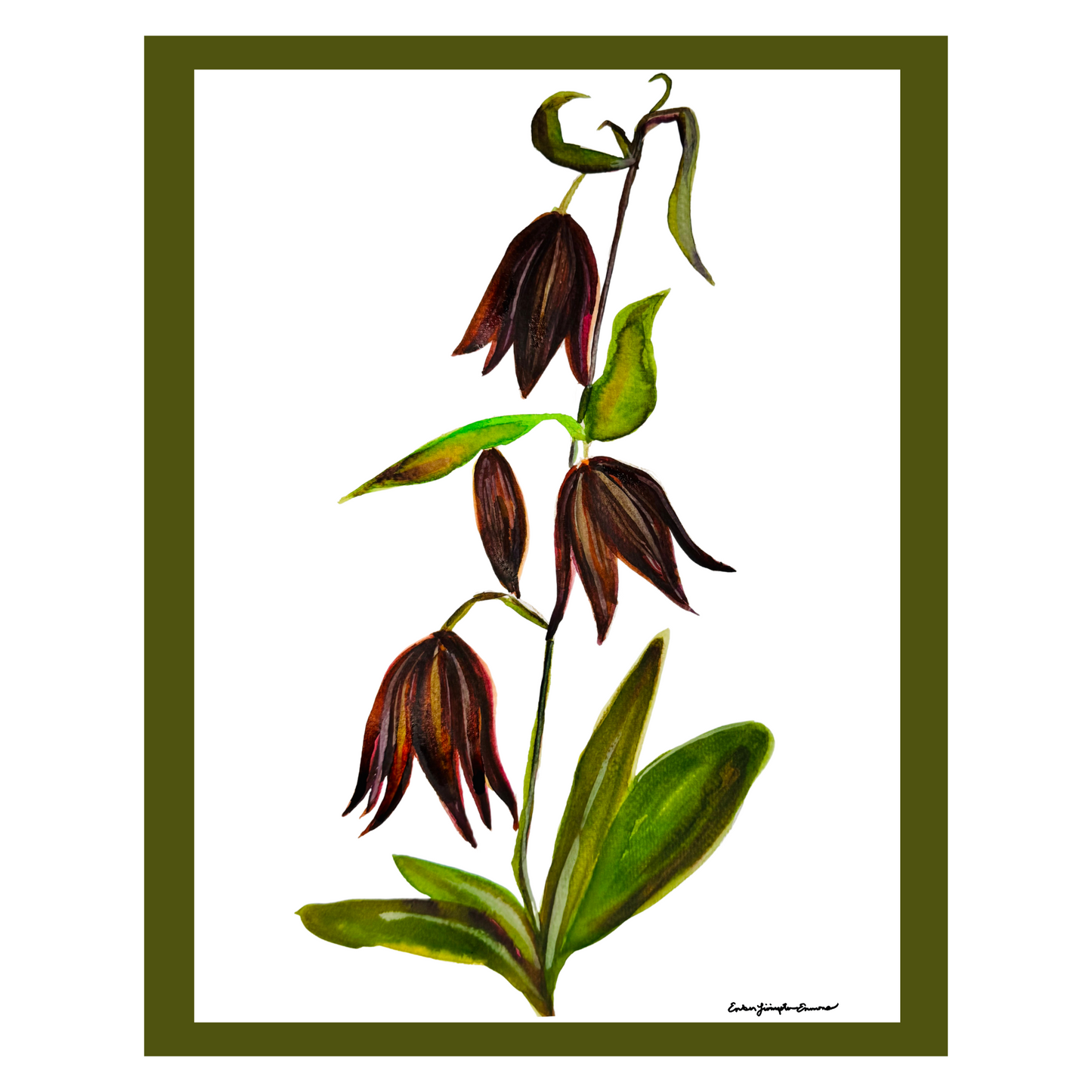 11111 Chocolate Lily