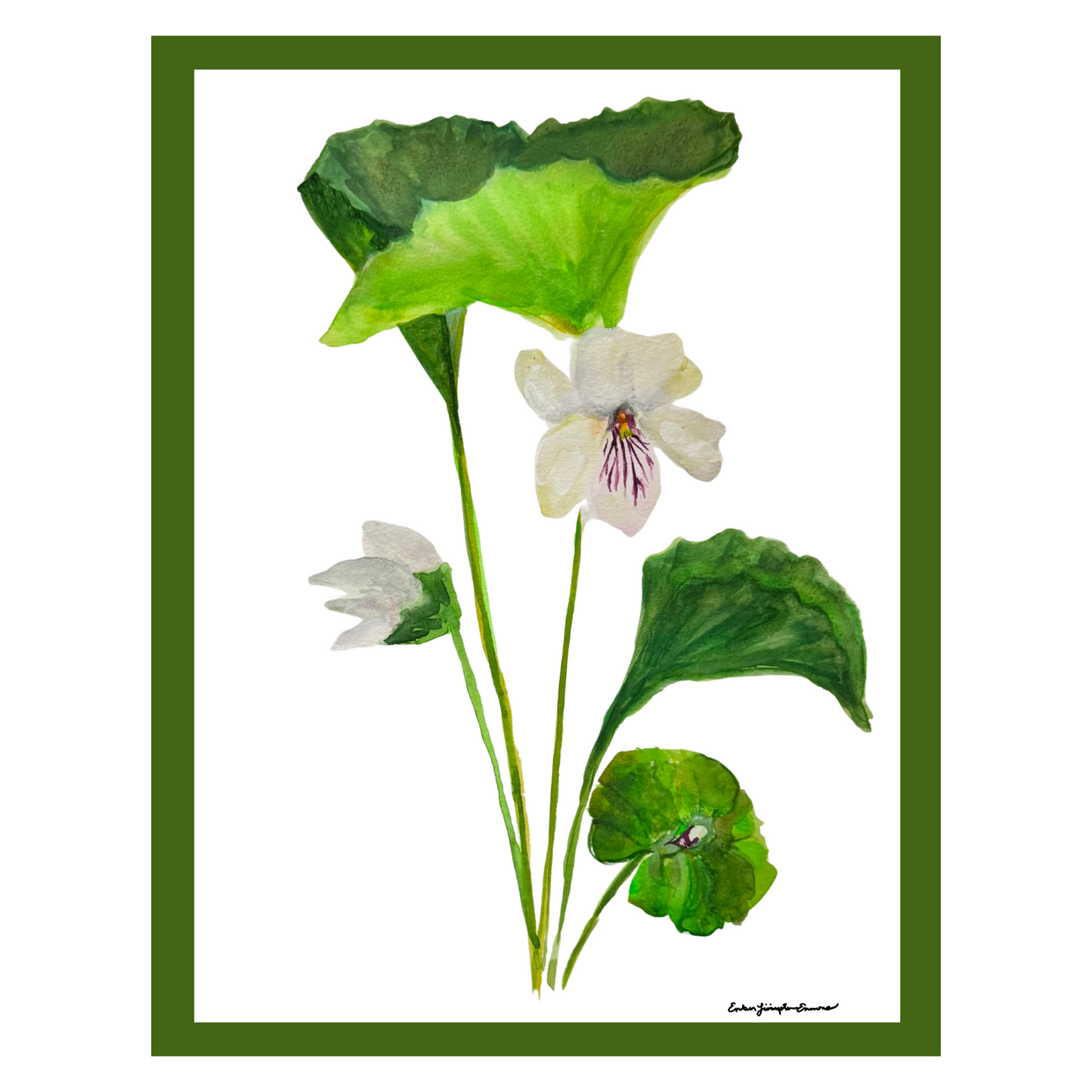 11111 Viola renifolia