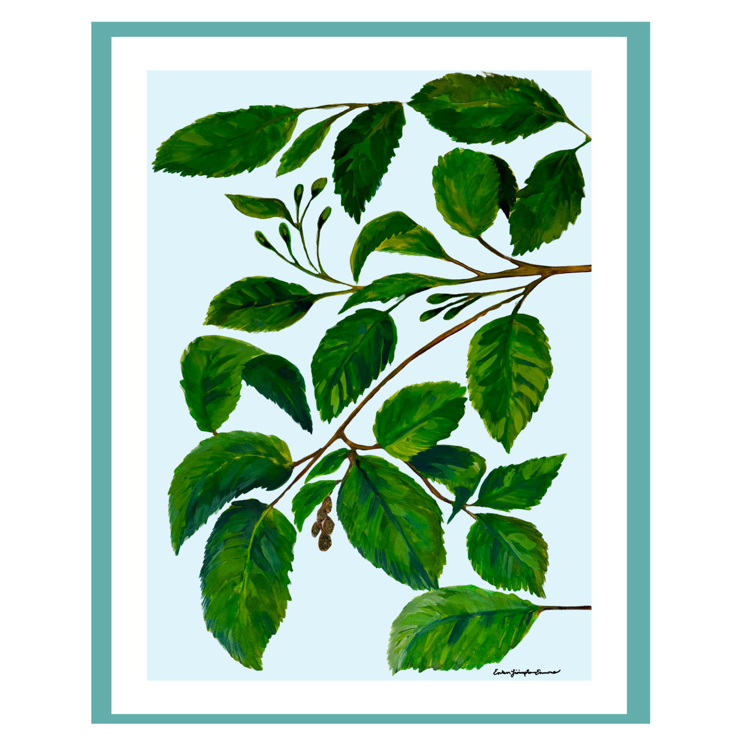 Alder Branch