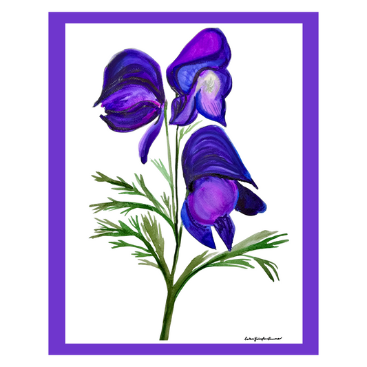 11111 Monkshood