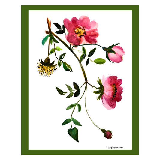 11111 Rosa Canina