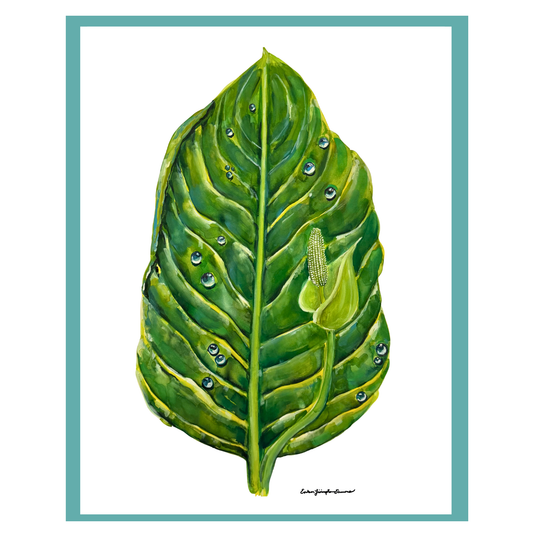 Skunk Cabbage Leaf