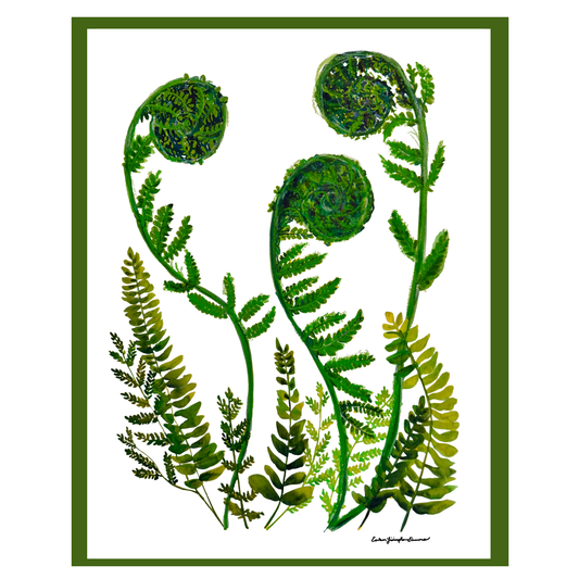 Fiddleheads