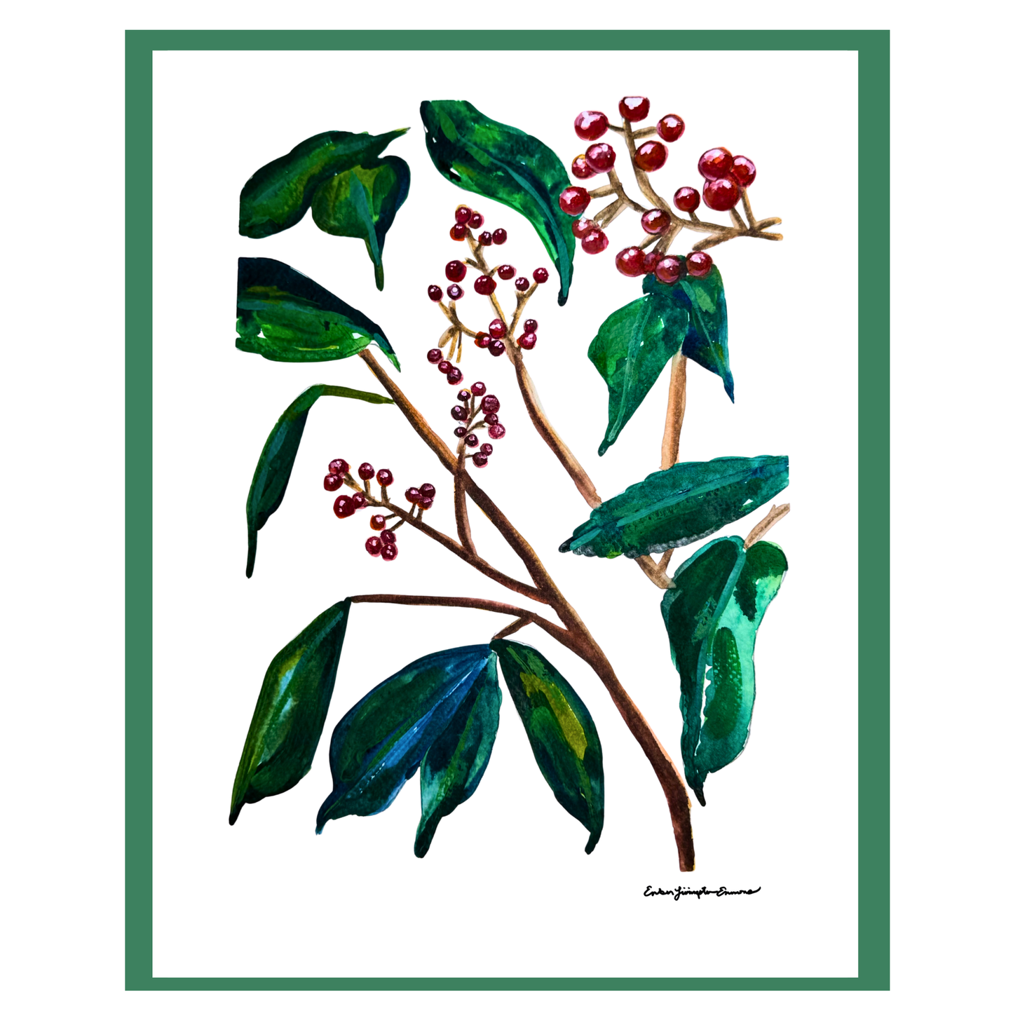 Elderberry Study