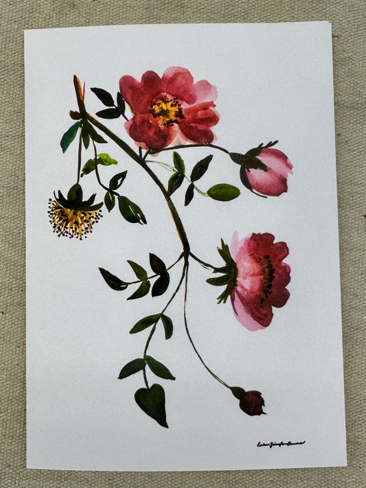 Rosa Canina 5” by 7” Folding Card