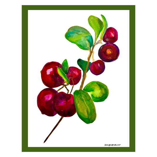 Artistic illustration of red cranberries and green leaves on a white background